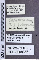 Etiketten zu Selatosomus puberulus (Candèze, 1879) (NHMW-ZOO-COL-0008366)
